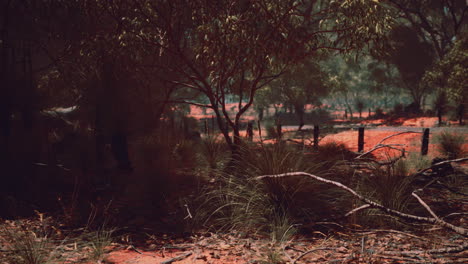 Arbusto-De-Arena-Roja-Con-árboles