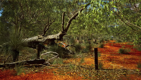 Arbusto-Australiano-Con-árboles-En-Arena-Roja