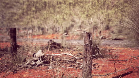 Arbusto-Australiano-Con-árboles-En-Arena-Roja