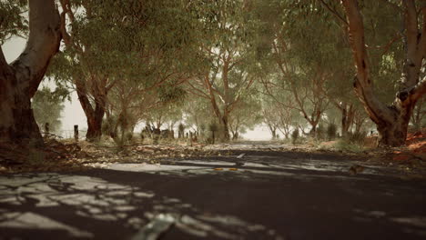 Offene-Straße-In-Australien-Mit-Buschbäumen