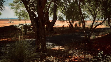 outback-road-with-dry-grass-and-trees