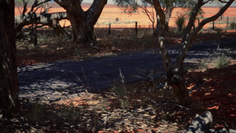 Outback-Straße-Mit-Trockenem-Gras-Und-Bäumen