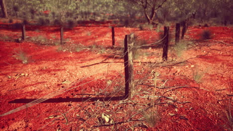 orange-scrubby-sands-wire-fence-and-small-trees