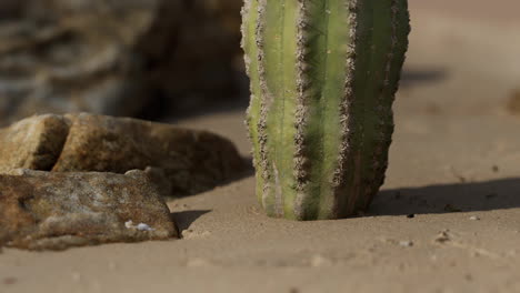 close-up-of-Saguaro-Cactus-at-the-sand