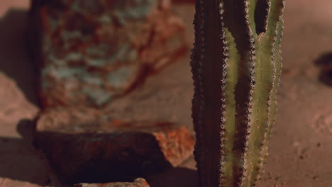 Nahaufnahme-Eines-Saguaro-Kaktus-Am-Sand