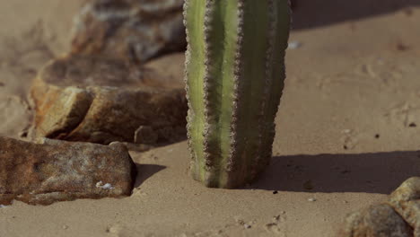 Nahaufnahme-Eines-Saguaro-Kaktus-Am-Sand
