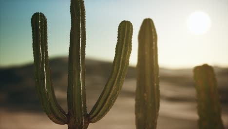 Cacto-Saguaro-En-El-Desierto-De-Sonora-En-Arizona