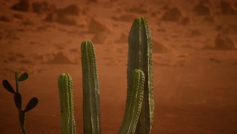 Arizona-desert-sunset-with-giant-saguaro-cactus