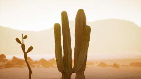 Arizona-desert-sunset-with-giant-saguaro-cactus
