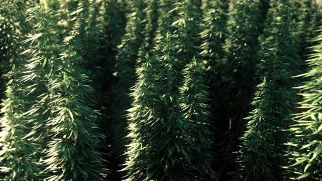 legal-hemp-field-used-for-textiles-in-france