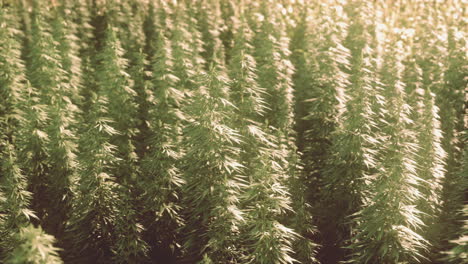 legal-hemp-field-used-for-textiles-in-france