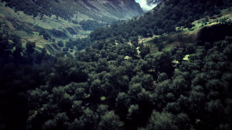 Aerial-forest-scenery-European-Fores