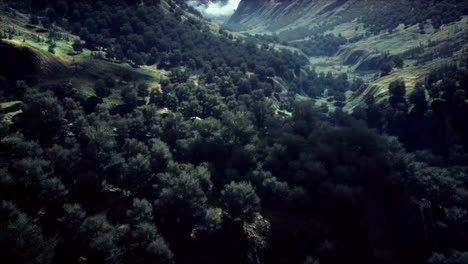 Endlose-Wälder-An-Sonnigen-Tagen-Mit-Perspektive-In-Farbe