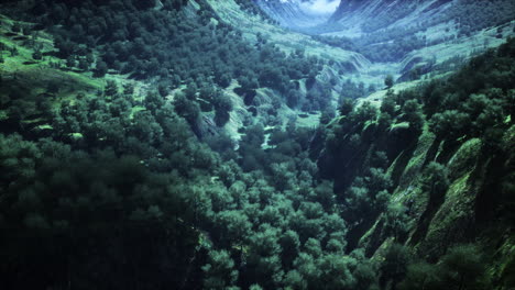 Endlose-Wälder-An-Sonnigen-Tagen-Mit-Perspektive-In-Farbe