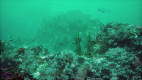 Buntes-Korallenriff-Am-Grund-Des-Tropischen-Meeres