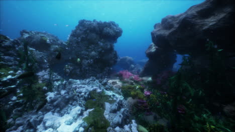 Buntes-Korallenriff-Am-Grund-Des-Tropischen-Meeres