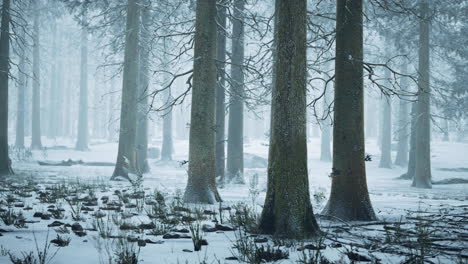 Winter-forest-in-the-fog