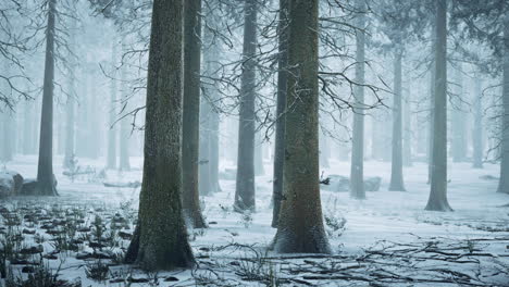 Frozen-winter-forest-in-the-fog