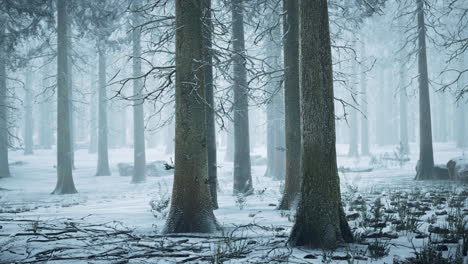 Tall-trees-in-snow-caps-and-in-fog