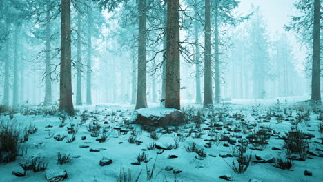 Bosque-De-Invierno-En-La-Niebla