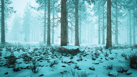 Winter-in-a-spruce-forest-covered-with-white-fluffy-snow