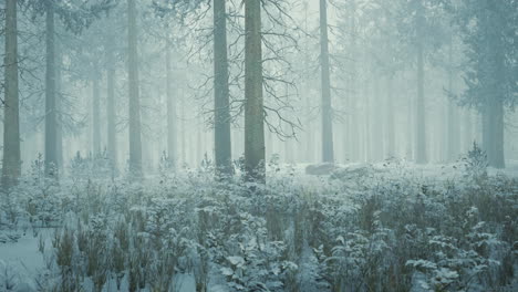 Winterwald-Im-Nebel