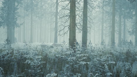 Hohe-Bäume-In-Schneekappen-Und-Im-Nebel