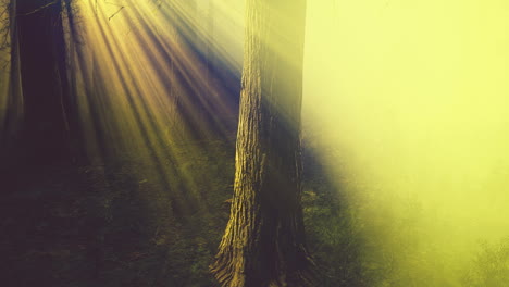 Sun-rays-deep-in-the-forest-in-spring