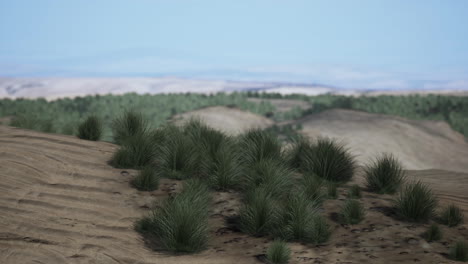 Sandwüste-Mit-Etwas-Gras