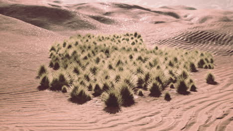 Green-grass-in-Liwa-Desert