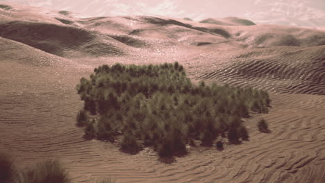 Green-grass-in-Liwa-Desert