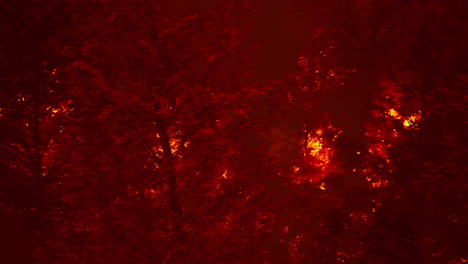 Wildfire-burns-ground-in-forest