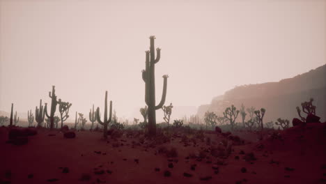 Blick-Auf-Den-Sonnenuntergang-Der-Wüste-Von-Arizona-Mit-Saguaro-Kakteen-Und-Bergen