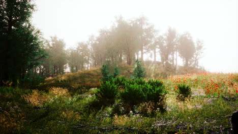 Foggy-summer-morning-in-the-mountains