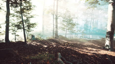 Beautiful-morning-in-the-forest