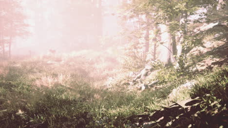 Beautiful-morning-in-the-forest