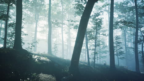 morning-fog-in-deep-forest
