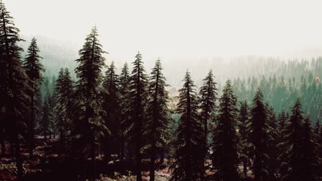 Misty-mountain-forest-landscape-in-the-morning