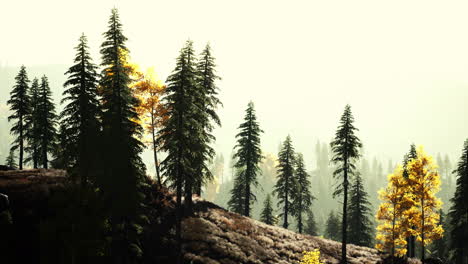 Nebel-Bedeckte-Bäume-In-Den-Bergen