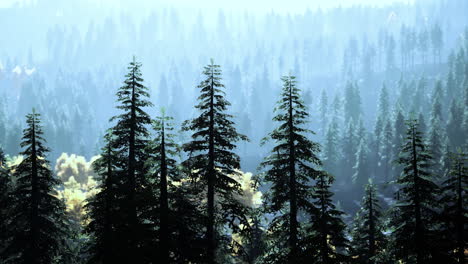 árboles-Cubiertos-De-Niebla-En-Las-Montañas