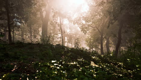Sun-rays-flowing-through-the-tree-trunks-of-the-evergreen-forest