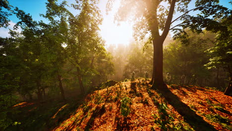 Sun-rays-flowing-through-the-tree-trunks-of-the-evergreen-forest