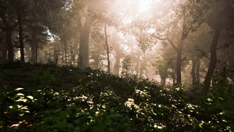 Bewaldete-Waldbäume,-Die-Von-Goldenem-Sonnenlicht-Hinterleuchtet-Werden