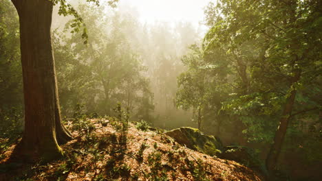Wald-Aus-Bäumen,-Beleuchtet-Von-Sonnenstrahlen-Durch-Nebel