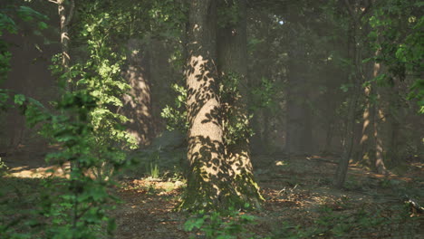 Bosque-De-árboles-Iluminados-Por-Rayos-De-Sol-A-Través-De-La-Niebla