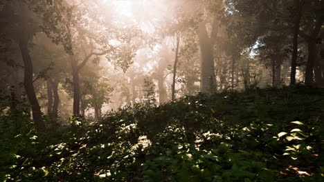 Forest-of-Trees-illuminated-by-sunbeams-through-fog