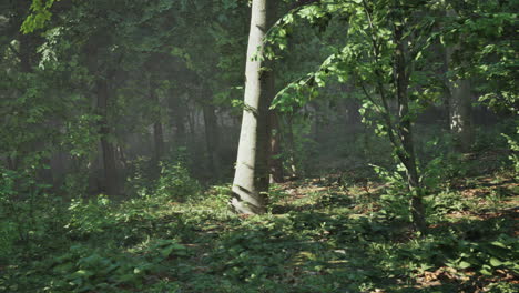 Sonnenstrahlen-Fließen-Durch-Die-Baumstämme-Des-Immergrünen-Waldes