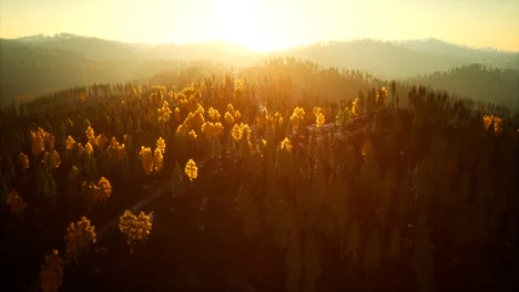 Sonnenlicht-Im-Fichtenwald-Im-Nebel-Auf-Dem-Hintergrund-Der-Berge-Bei-Sonnenuntergang