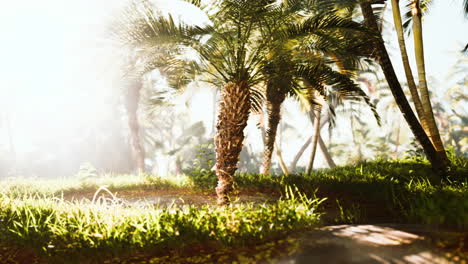 Palmölplantage-Wächst-Heran