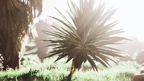 Palmenblatt,-Beleuchtet-Von-Einem-Sonnenstrahl-Im-Herzen-Des-Waldes